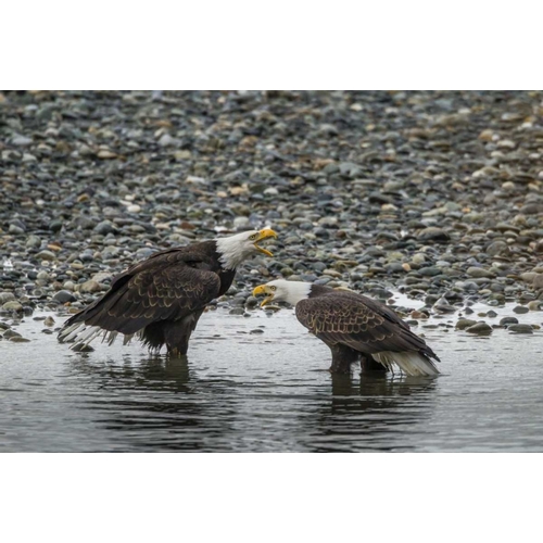 AK, Chilkat Bald eagles calling